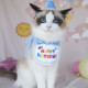ins風生日帽圍兜組